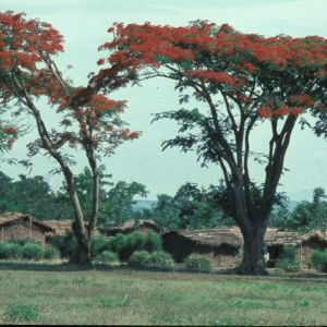 R.D. Congo Virunga