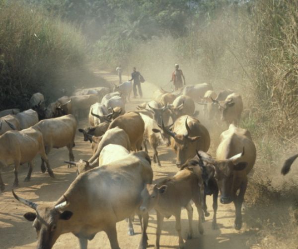 Sierra Leone (Lunsar Kambika)