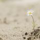 Resilience and generativity as a gift and a task in pandemic times