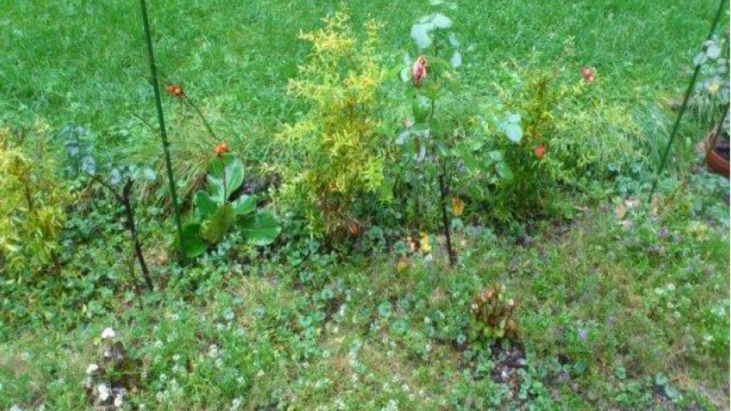 Le erbe selvatiche