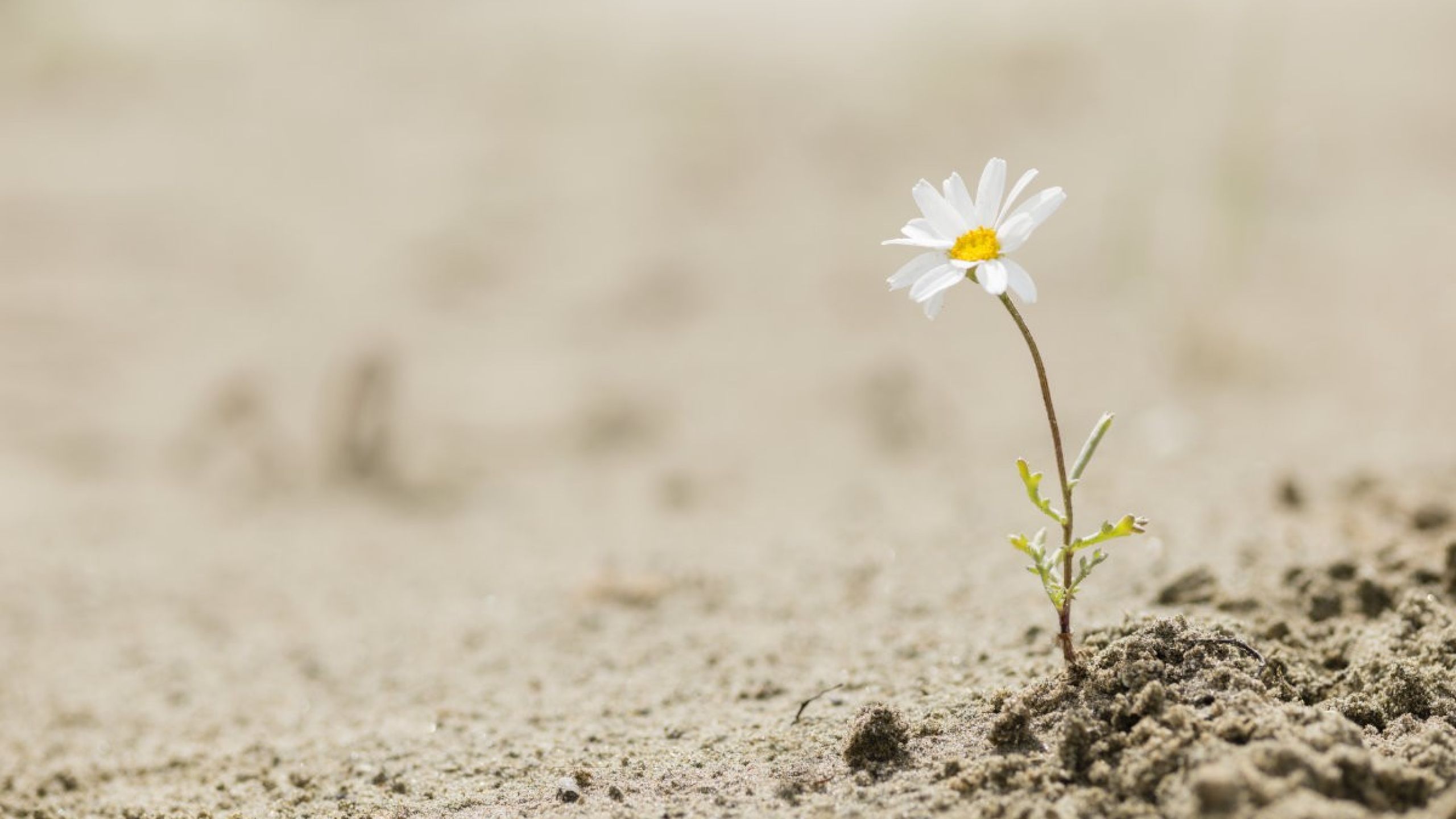 Resilience and generativity as a gift and a task in pandemic times