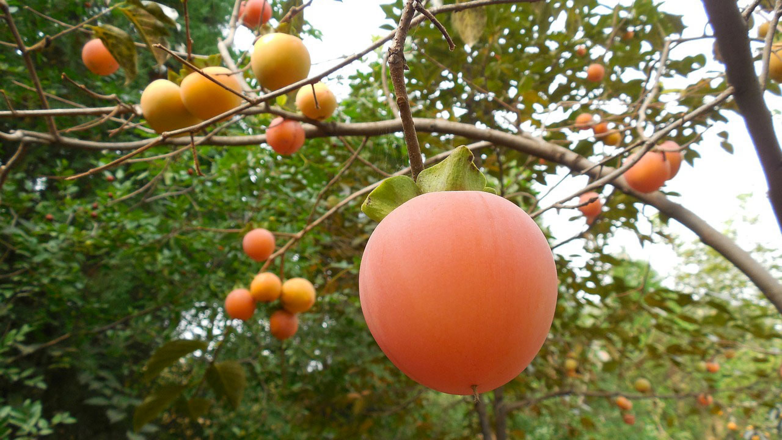 L'albero di cachi