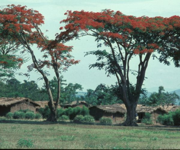 R.D. Congo Virunga