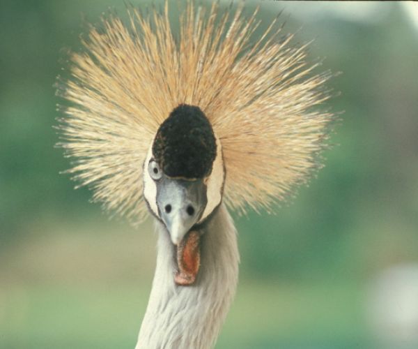 R.D. Congo (fauna)