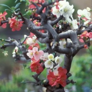 Le Chiese bonsai in Giappone ...e la Missione ‘ad gentes’ sx?