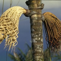 Buenaventura03_225.jpg