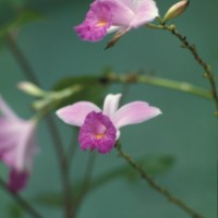 Buenaventura03_293.jpg