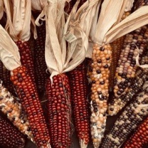 MESSICO - XXV ANNIVERSARIO DI ORDINAZIONE PRESBITERALE: “El árbol del maíz” (La pianta di mais)