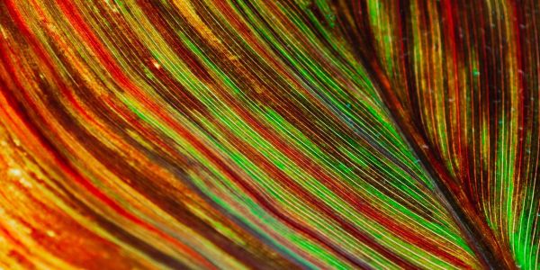 Xaverian Missionaries in Europe and Americas