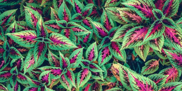 Cambiamenti climatici negli ultimi decenni.