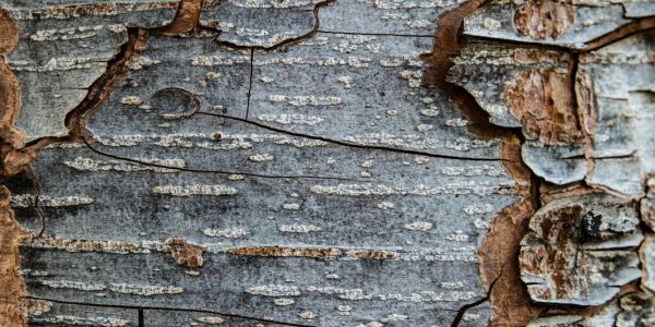 Francisco Xavier sobre: ​​Fé e Vocação