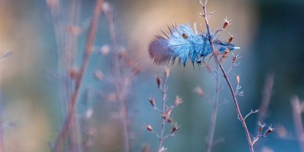 Conforti, 1917: Sulla fratellanza