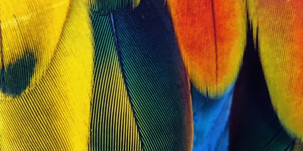 Francisco Xavier (Goa, abril de 1552) ao p. Barzeo: Sobre a Pregação