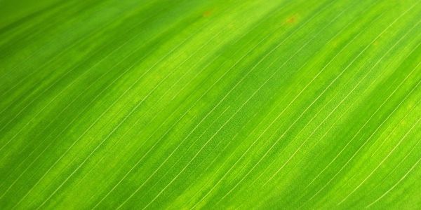 S. Francisco Xavier: As etapas da vida