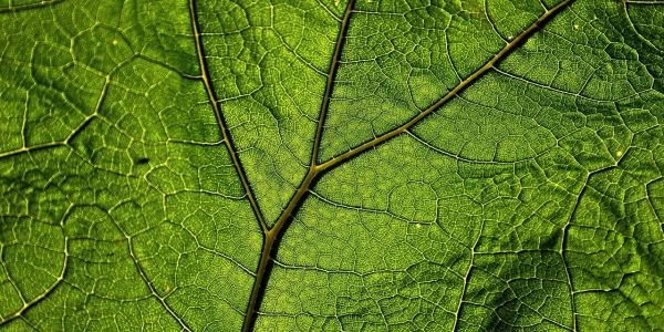 Xaverian Missionaries in Africa: Opening year