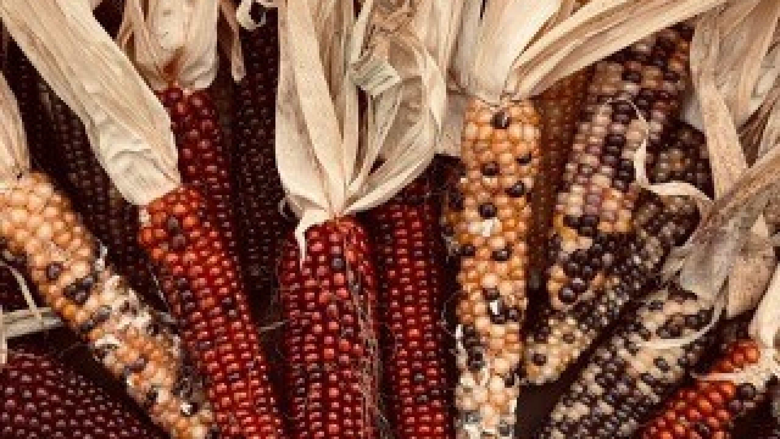 MESSICO - XXV ANNIVERSARIO DI ORDINAZIONE PRESBITERALE: “El árbol del maíz” (La pianta di mais)