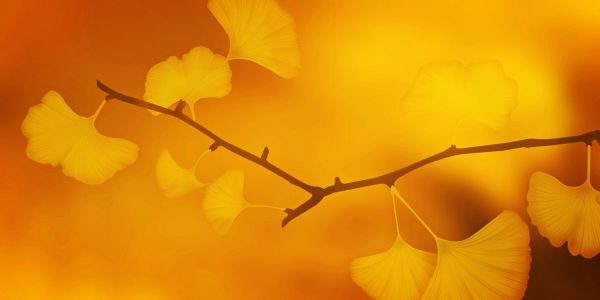 Presenças dos Xaverianos na AFRICA: Ano de abertura