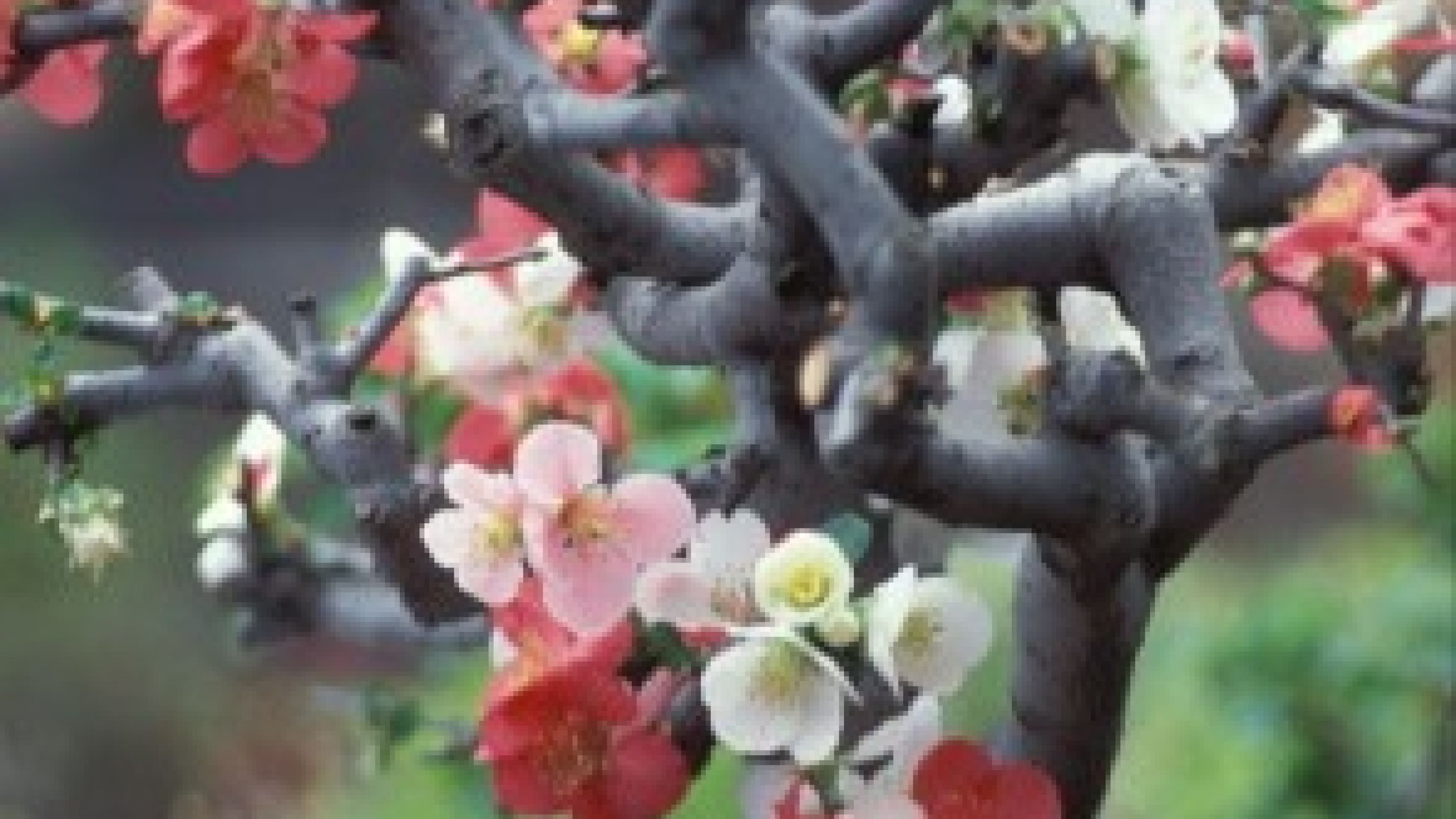 Le Chiese bonsai in Giappone ...e la Missione ‘ad gentes’ sx?