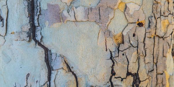 Papa Francisco (17 de maio 2023): Francisco Xavier e os jovens