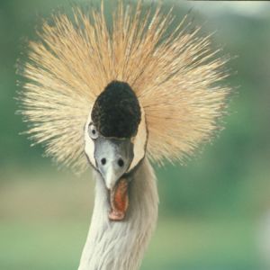 R.D. Congo (fauna)