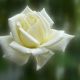 La rosa dicembrina