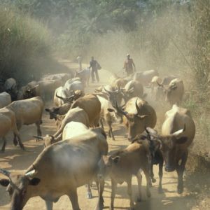 Sierra Leone (Lunsar Kambika)
